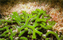  Codium edule (Antler Seaweed)